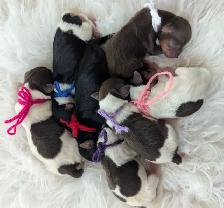 Yorkie Puppies - Photo 5