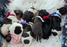 Yorkie Puppies - Photo 6