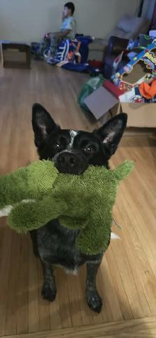 Dog Training - Photo 2