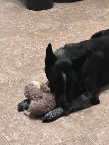 Dog Training - Photo 3