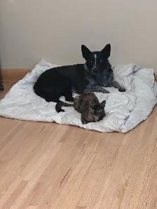 Dog Training - Photo 4