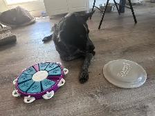 Dog Training - Photo 5