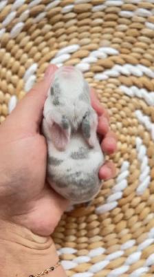 baby mini plush lop bunnies