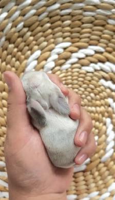 baby mini plush lop bunnies - Photo 2