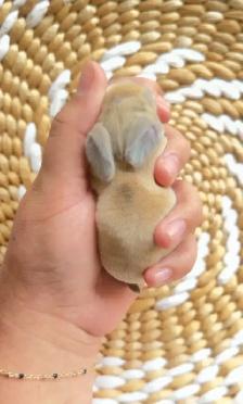 baby mini plush lop bunnies - Photo 3