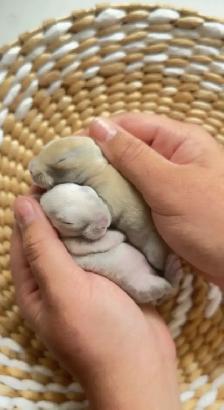 baby mini plush lop bunnies - Photo 5