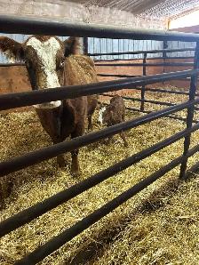 Day old calf