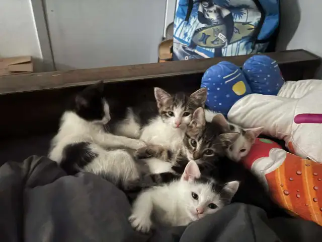 free kittens