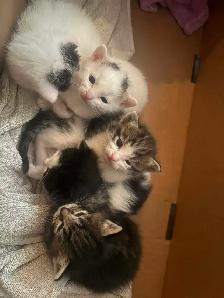 free kittens - Photo 2