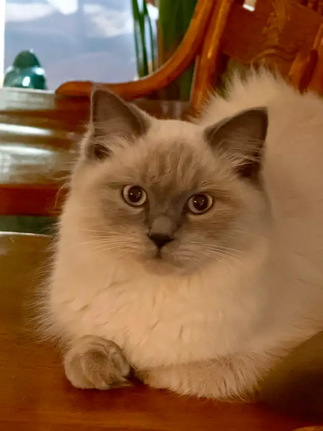 Looking for Male Himalayan Cat Stud OR Persian Cat Stud