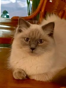 Looking for Male Himalayan Cat Stud OR Persian Cat Stud