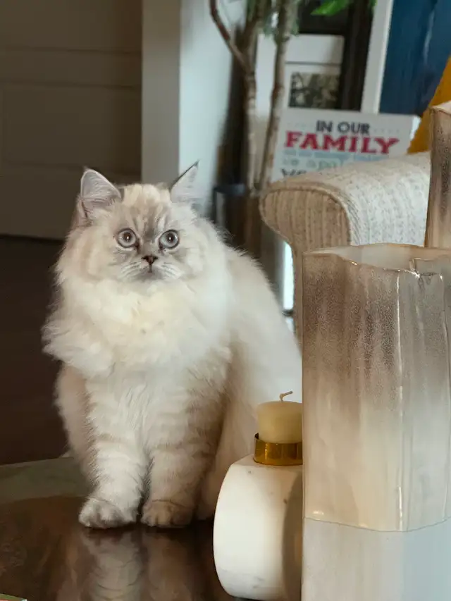 Looking for Male Himalayan Cat Stud OR Persian Cat Stud - Photo 2