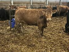 Bred Heifers