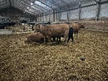 Bred Heifers - Photo 2