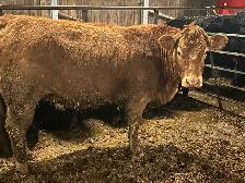 Bred Heifers - Photo 3