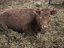 Bred Heifers - Photo 4