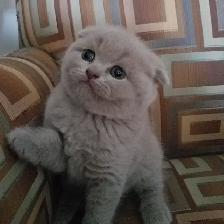 Scpottish Straight and Sottish Fold kittens CCA/AFC registered