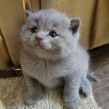 Scpottish Straight and Sottish Fold kittens CCA/AFC registered - Photo 4