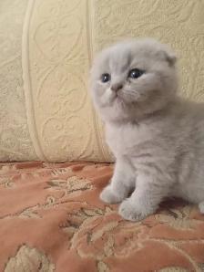 Scpottish Straight and Sottish Fold kittens CCA/AFC registered - Photo 6