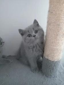 Scpottish Straight and Sottish Fold kittens CCA/AFC registered - Photo 7