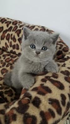 Scpottish Straight and Sottish Fold kittens CCA/AFC registered - Photo 8