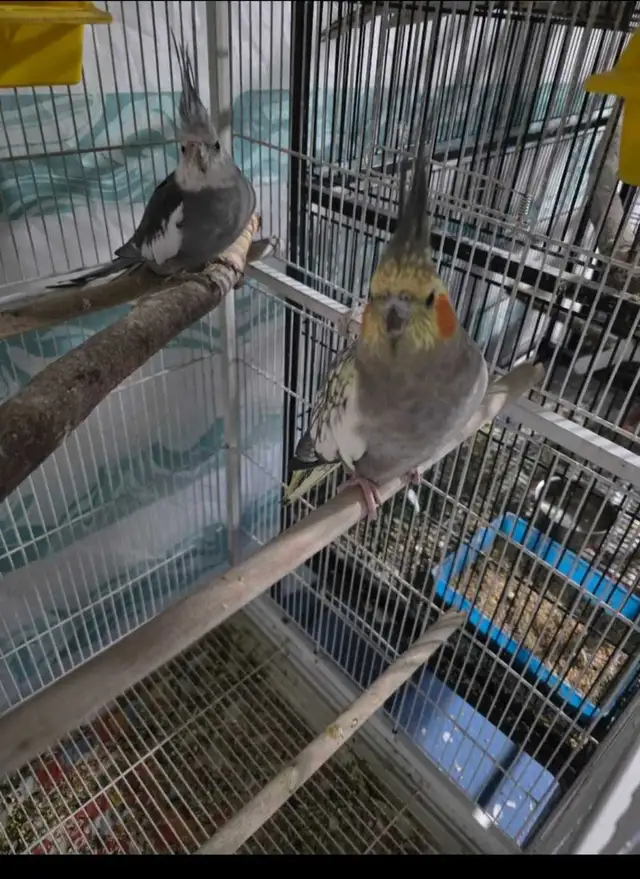 Lovely Cockatiels