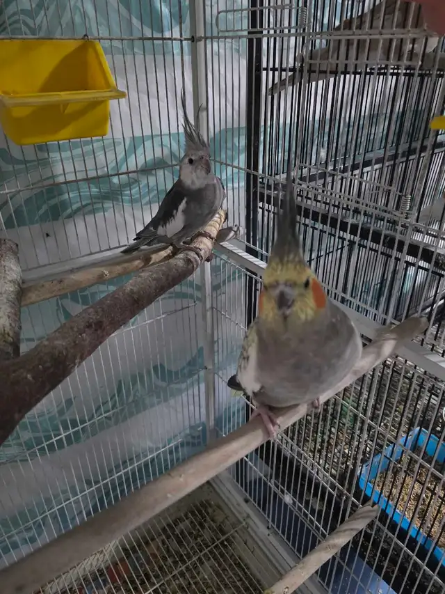 Lovely Cockatiels - Photo 2