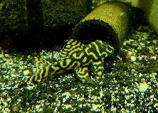 L333 reverse pattern super yellow 3'