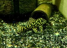 L333 reverse pattern super yellow 3' - Photo 2