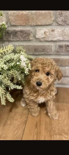 Adorable Bichonpoo Puppy