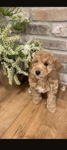 Adorable Bichonpoo Puppy - Photo 2