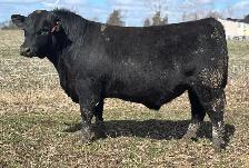Angus Bulls FOR SALE