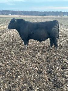 Angus Bulls FOR SALE - Photo 4