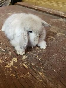 Holland Lop Bunnies