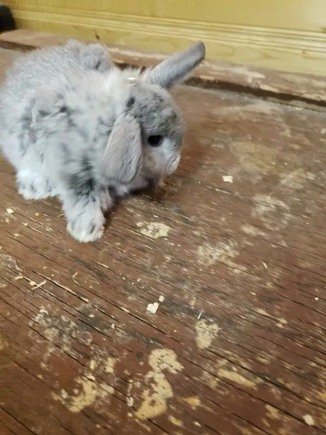 Holland Lop Bunnies - Photo 2