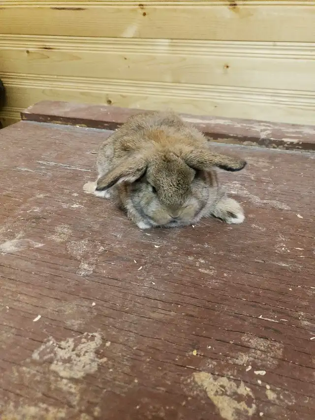 Holland Lop Bunnies - Photo 3