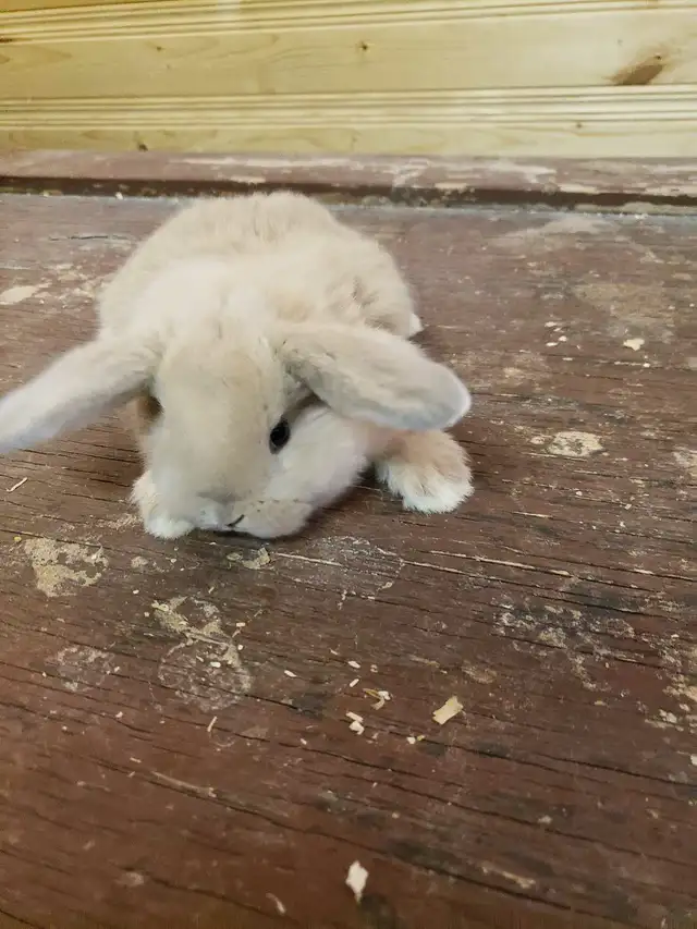 Holland Lop Bunnies - Photo 4