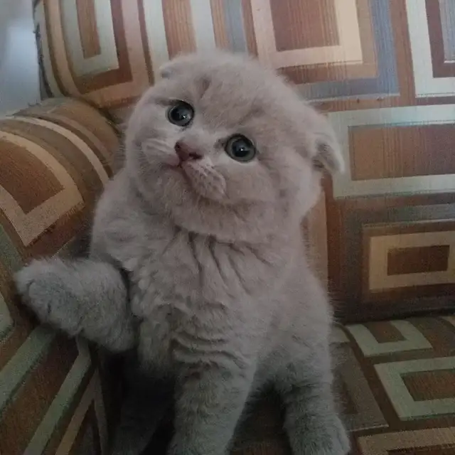 Scottish Straight and Scottish Fold kittens CCA/AFC registered