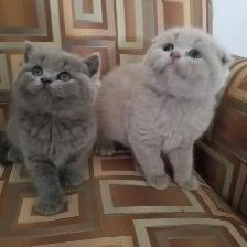Scottish Straight and Scottish Fold kittens CCA/AFC registered - Photo 2