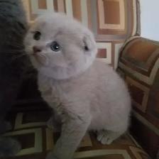 Scottish Straight and Scottish Fold kittens CCA/AFC registered - Photo 3