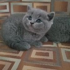 Scottish Straight and Scottish Fold kittens CCA/AFC registered - Photo 4