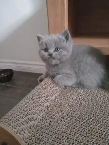 Scottish Straight and Scottish Fold kittens CCA/AFC registered - Photo 7