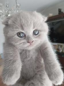 Scottish Straight and Scottish Fold kittens CCA/AFC registered - Photo 8