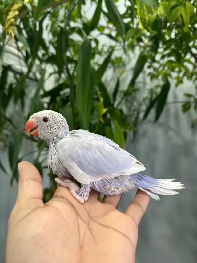 Indian ringneck babies (Violet lacewing)