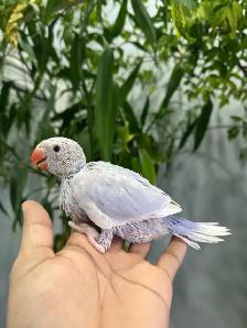 Indian ringneck babies (Violet lacewing)