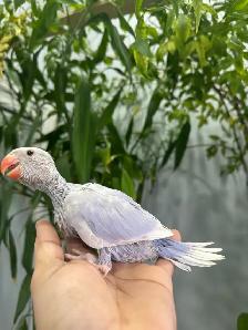 Indian ringneck babies (Violet lacewing) - Photo 2