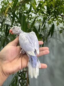 Indian ringneck babies (Violet lacewing) - Photo 3