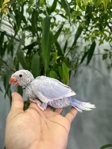 Indian ringneck babies (Violet lacewing) - Photo 4