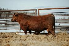 Red Angus Bulls