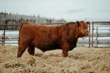 Red Angus Bulls - Photo 2
